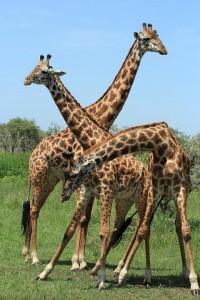 giraffe-1424819 960 720